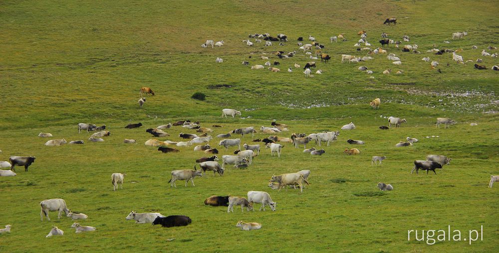 Wypas krów na przełęczy Premkata