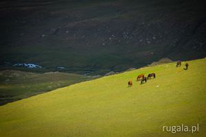Konie pasą się w Rile Północno-zachodniej