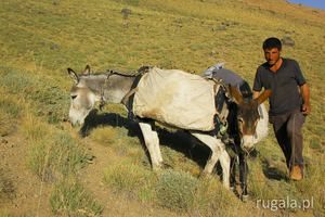 Kurdyjski pasterz z osiołkami, Süphan Dağı