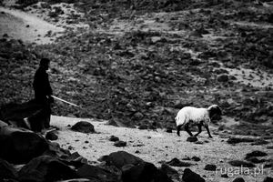 Kurdowie zaganiają owce do obozowiska