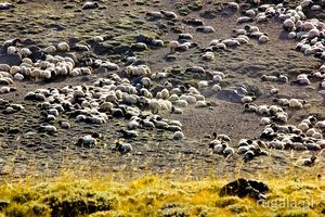 Wypas owiec w masywie Süphana