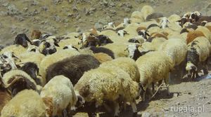 Stado owiec na drodze pod Araratem