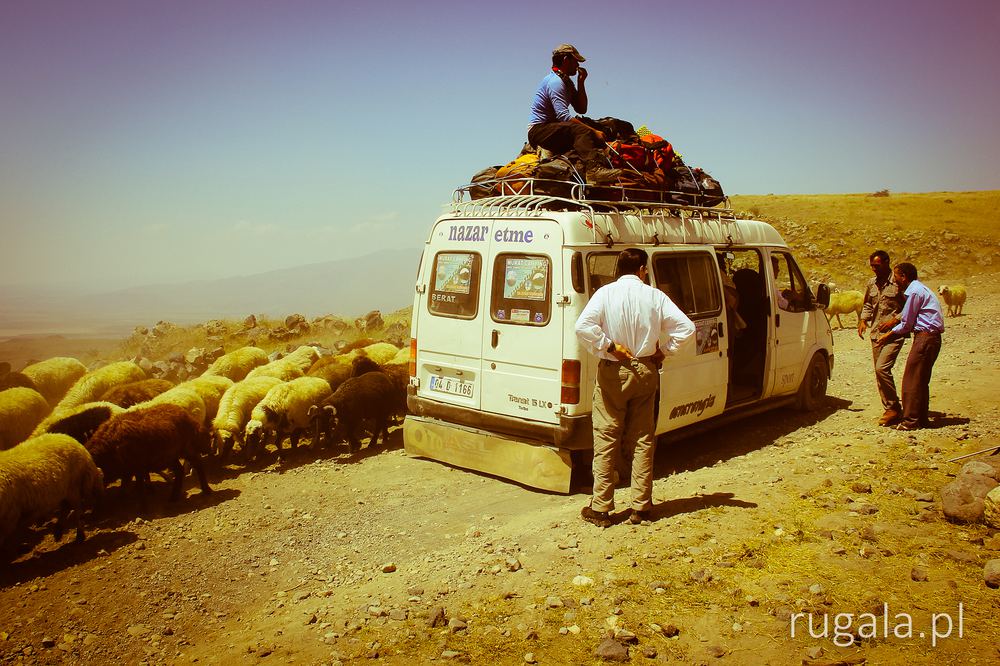 Pierwszeństwo owiec w podjeździe pod Ararat