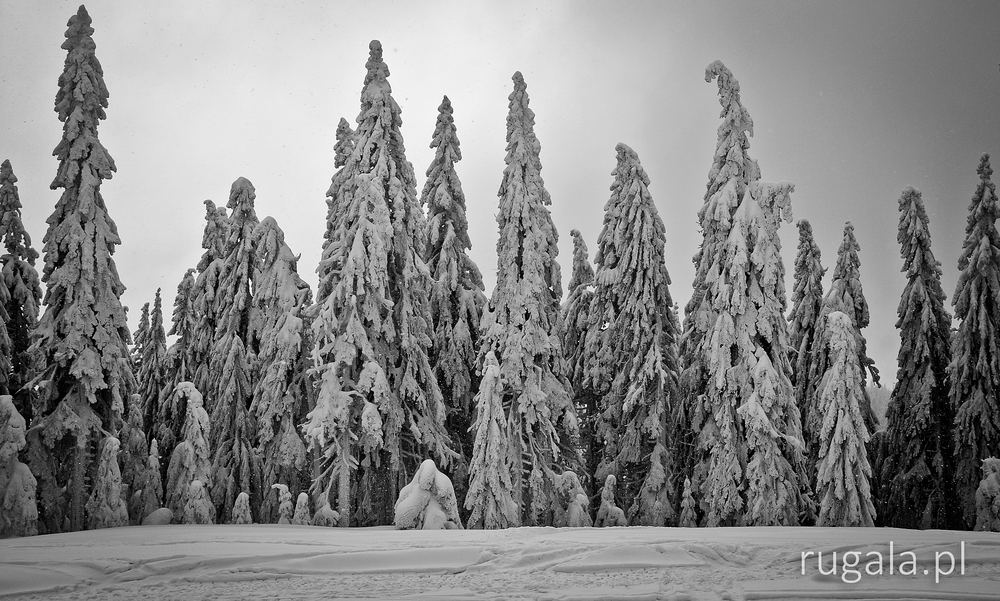Beskidzkie drzewa zimą