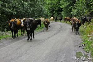 Krowy wracają na wieczór do wioski Bogreshi, Gruzja