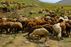 Przejście przez owce, Armenia