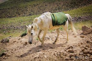 Koń wędruje w masywie Damavandu