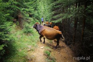 Krowy w lasach Gór Pokuckich