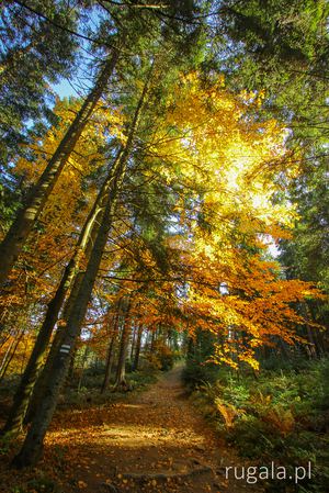 Jesiennym szlakiem w kierunku Eliaszówki