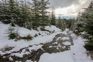 Zejście do Borsučia (1004 m), masyw Babiej Góry