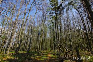 Wyhorlacki las, ścieżką Nežabec - Strihovská poľana