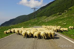 Owce na Drodze Transfogaraskiej
