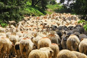 Wypas owiec w górach Șureanu