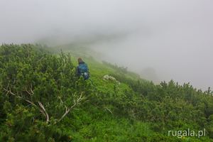 Zejście przez kosówki z Brusturu, Góry Țarcu