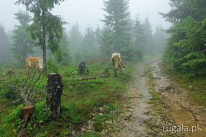 Krowy pasą się w deszczu po drodze na Chicera Comorii