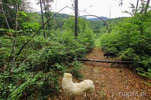 Rumuński psi towarzysz w górach Pădurea Craiului