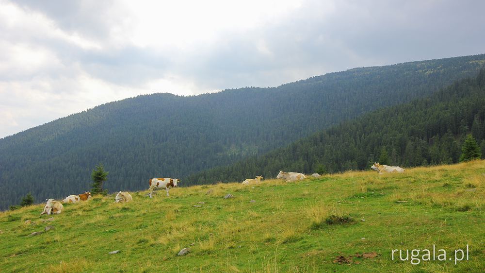 Krowy w górach Vlădeasa