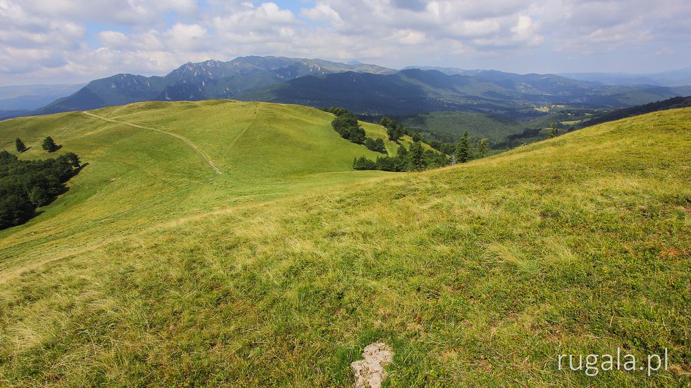 Połoniny w Górach Tătaru