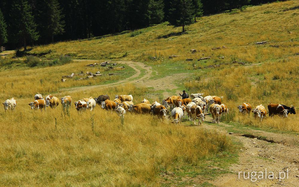 Pasterz na przełęczy Șaua Loc (Lok feje), Góry Giurgeu