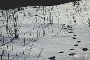 Zimowe tropy w Skoruszyńskich Wierchach