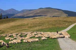 Wypas owiec z widokiem na Alpy Rodniańskie