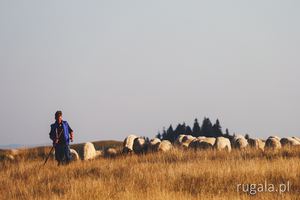 Pasterz w Górach Suhard