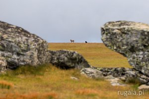 Pies strzeże stada owiec w Górach Cindrel
