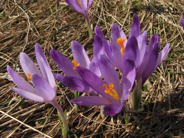 Wiosna w Gorcach